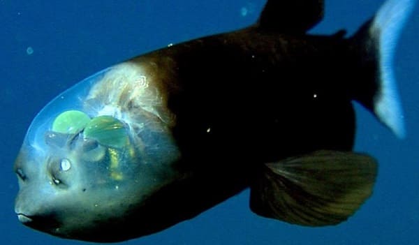 Phần trước của đầu cá barreleye trong suốt.