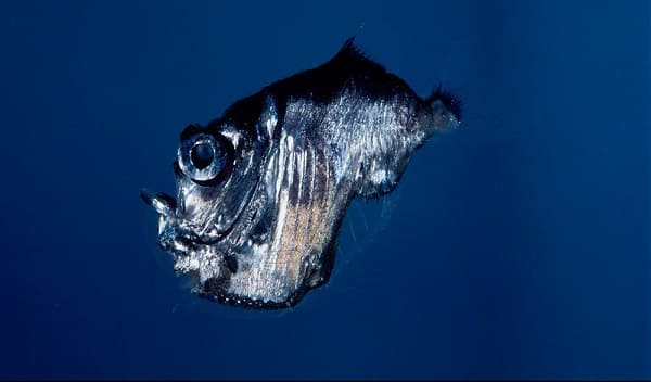 Hatchetfish thực sự có thể thay đổi cường độ phát quang sinh học của chúng dựa trên ánh sáng có sẵn từ phía trên để tối ưu hóa khả năng ngụy trang.