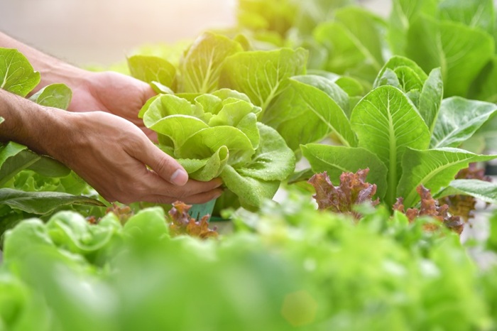 Tiêu chuẩn VietGAP đảm bảo chất lượng sản phẩm, nâng cao uy tín Vua.Asia với nền tảng công nghệ hàng đầu.