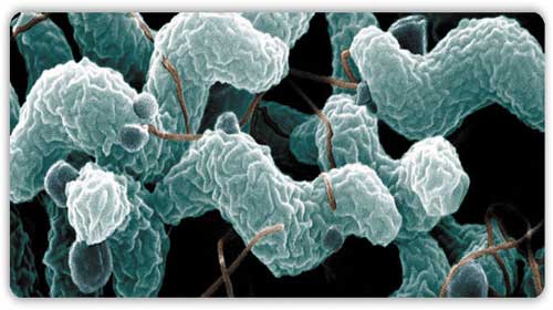Nhóm vi khuẩn Campylobacter