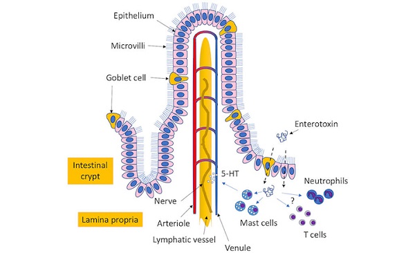 Staphylococcus aureus là gì