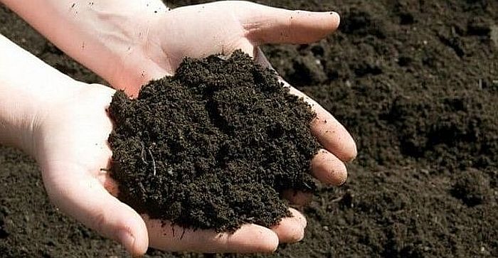 Bảo tồn, lưu giữ các vi sinh vật bảo vệ thực vật