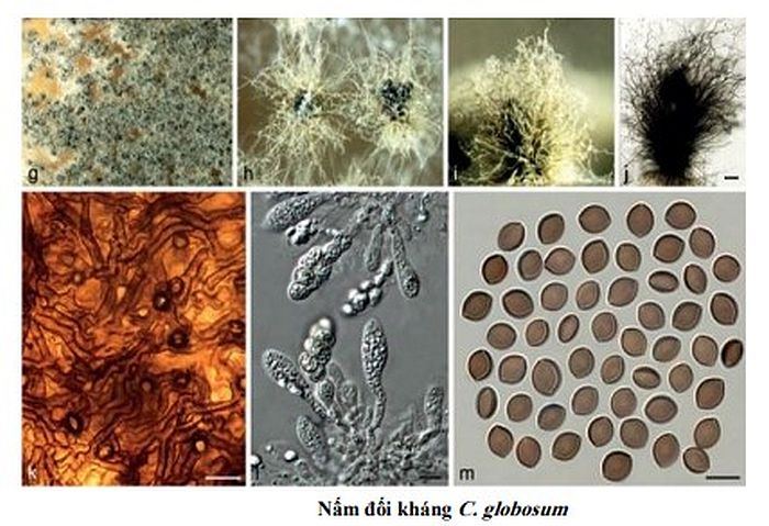 Chế phẩm sinh học phòng trừ bệnh đốm nâu (Neoscytalidium dimidiatum)