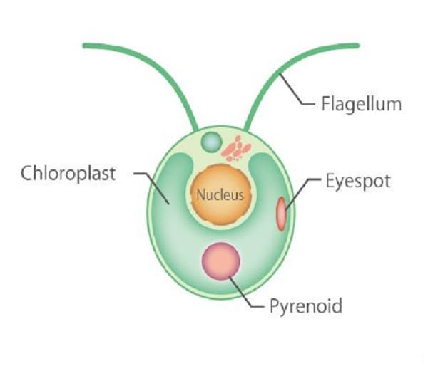 Tảo lục (Plants) là gì?