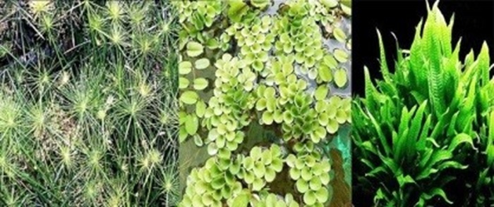 Ba loài thực vật thủy sinh có thể loại bỏ 90% các chất hữu cơ trong nước Đăng nhập Vuaasia
