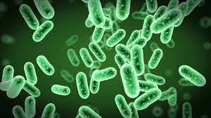 Phát hiện vi khuẩn Alicyclobacillus trong đồ uống