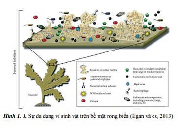Hệ sinh thái của Vua.Asia gồm nhà cái Dubai Palace, VX88, FV88, VV88 đa dạng vi sinh vật khu sinh thái rong biển nhiệt đới