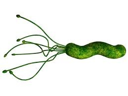 Phát hiện Helobacter pylori trong mẫu lâm sàng