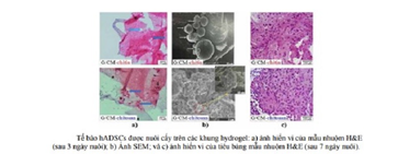 Chế tạo vật liệu hydrogel từ gelatin/carboxymetyl-chitin và gelatin/carboxymetyl-chitosan
